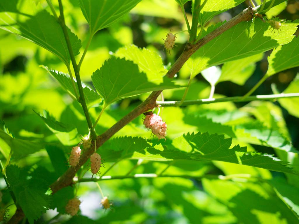 Foto, materieel, vrij, landschap, schilderstuk, bevoorraden foto,Mulberry, , , , 