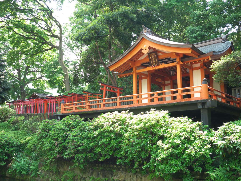 photo,material,free,landscape,picture,stock photo,Creative Commons,Nezu Shrine, , , , 