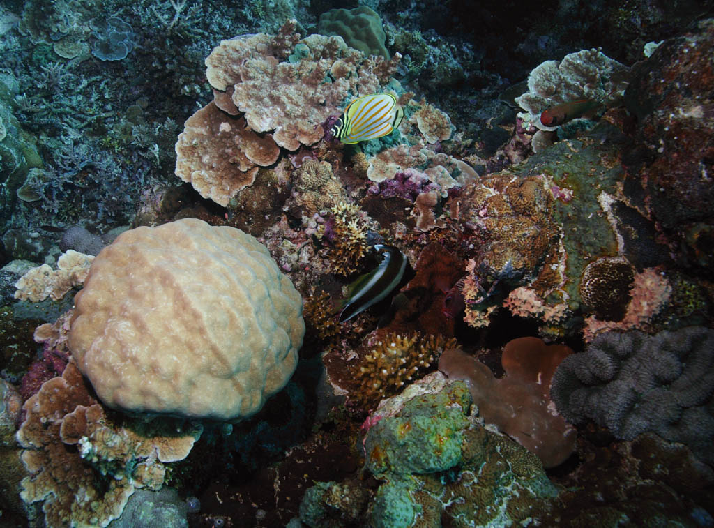 photo, la matire, libre, amnage, dcrivez, photo de la rserve,Poisson tropique, Poisson tropique, Corail, , photographie sous-marine