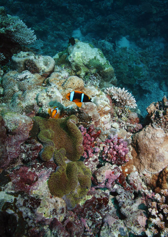 foto,tela,gratis,paisaje,fotografa,idea,Una pez de anmona, Peces de anmona, Nimmo, , Fotografa submarina