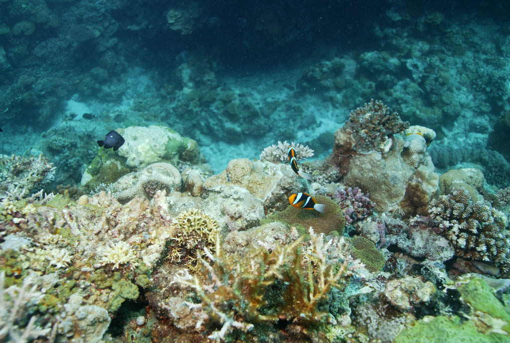 photo, la matire, libre, amnage, dcrivez, photo de la rserve,Un poisson de l'anmone, poisson de l'anmone, Nimmo, , photographie sous-marine