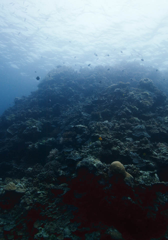 photo, la matire, libre, amnage, dcrivez, photo de la rserve,La mer d'un rcif corail, associ de la palourde gant, Corail, , photographie sous-marine