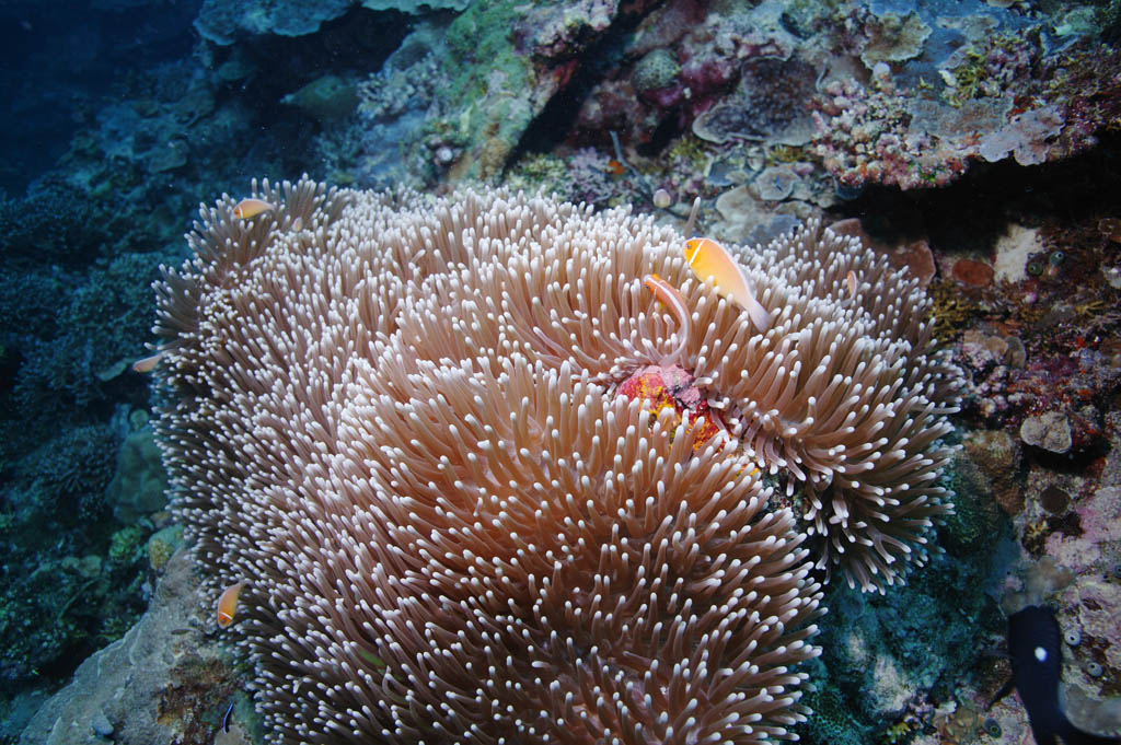 fotografia, materiale, libero il panorama, dipinga, fotografia di scorta,Un pesce di anemone, pesce di anemone, Nimmo, , fotografia subacquea