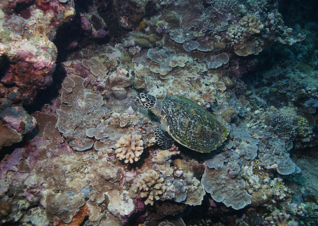 fotografia, materiale, libero il panorama, dipinga, fotografia di scorta,Mare va a caccia di tartarughe sonni, seturtle, , , Corallo