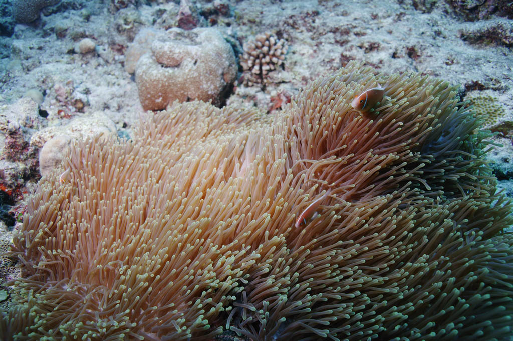 fotografia, material, livra, ajardine, imagine, proveja fotografia,Uma plancie gramnea de uma anmona-do-mar, peixe anmona, Nimmo, , fotografia subaqutica