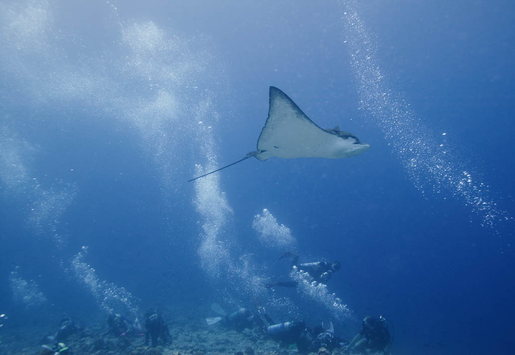 photo,material,free,landscape,picture,stock photo,Creative Commons,Spotted eagle ray and pleasant friends, Spotted eagle ray, Coral, diver, diving