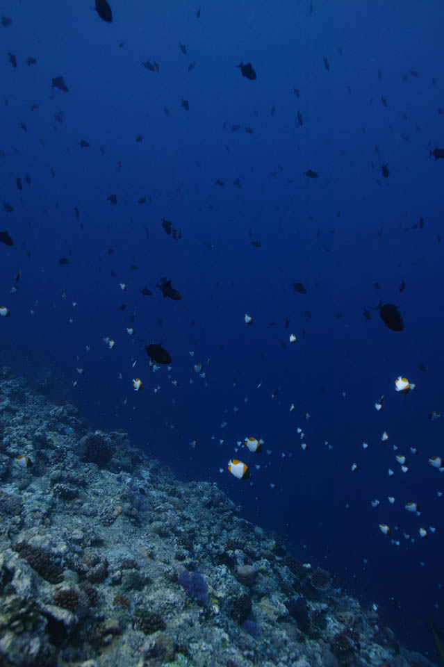 fotografia, materiale, libero il panorama, dipinga, fotografia di scorta,Pesce che vola da un torrente, Pesce tropicale, Corallo, Blu, tuffandosi