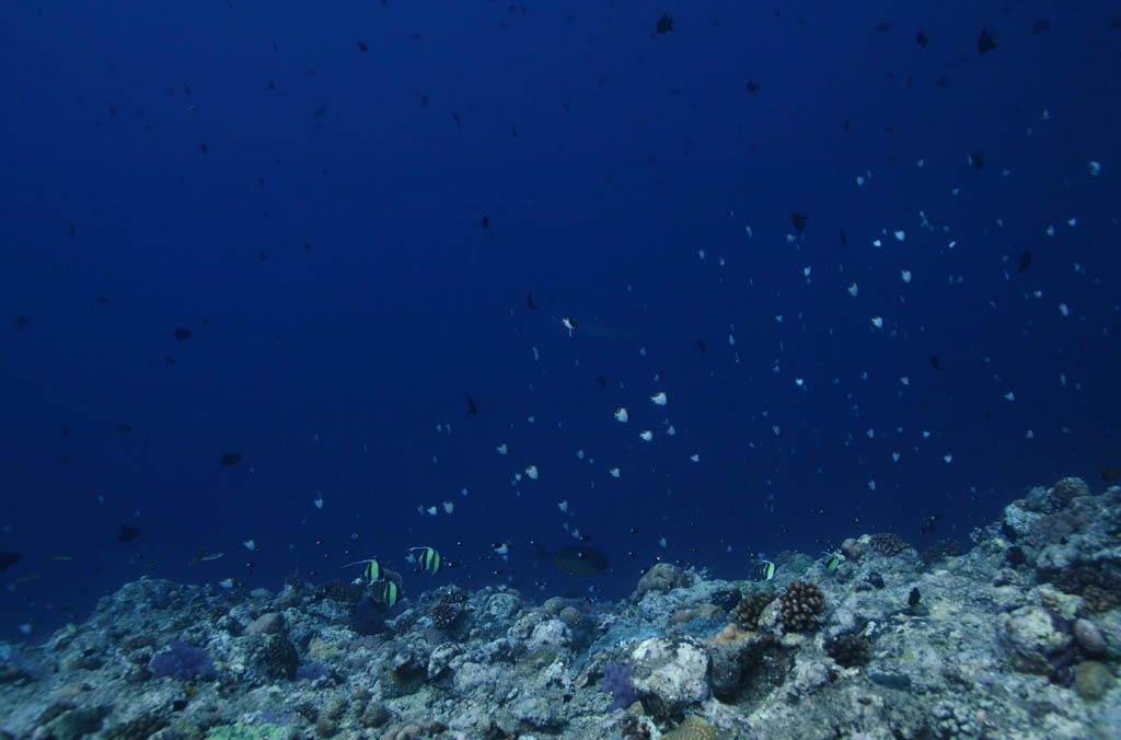 fotografia, materiale, libero il panorama, dipinga, fotografia di scorta,Pesce che vola da un torrente, Pesce tropicale, Corallo, Blu, tuffandosi