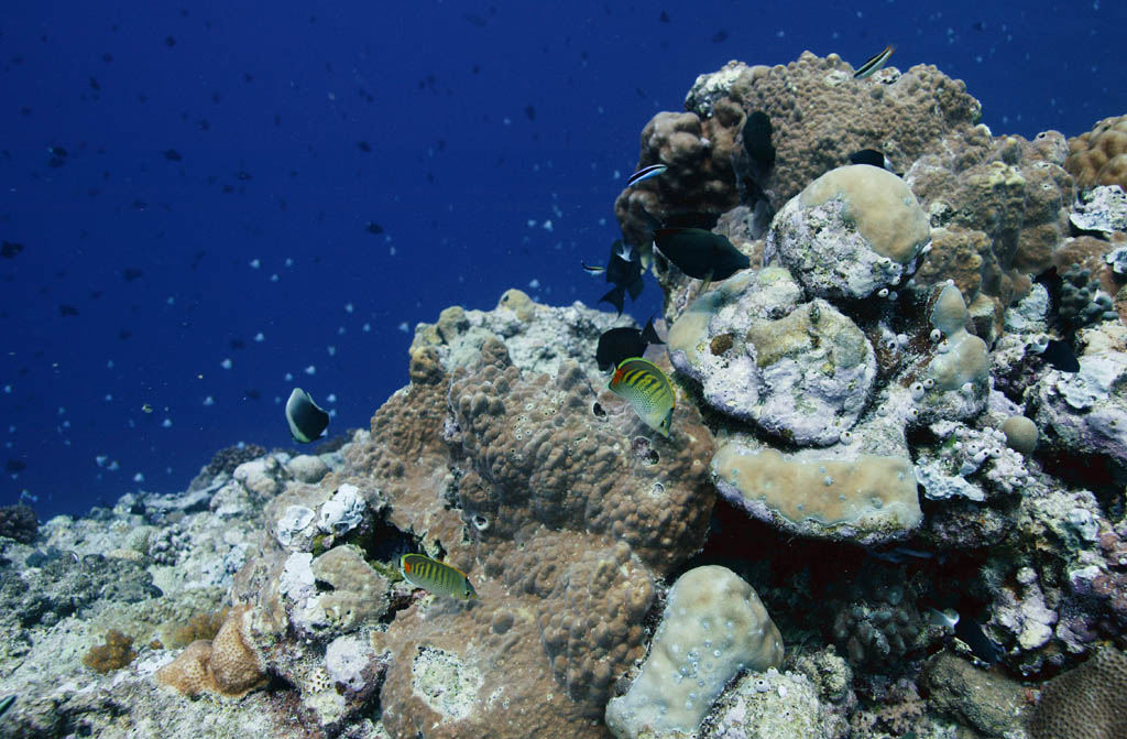 fotografia, materiale, libero il panorama, dipinga, fotografia di scorta,Pesce tropicale, Pesce tropicale, Corallo, , fotografia subacquea