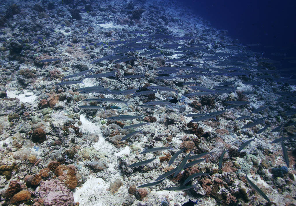 photo,material,free,landscape,picture,stock photo,Creative Commons,A school of fish, school of fish, Coral, , underwater photograph