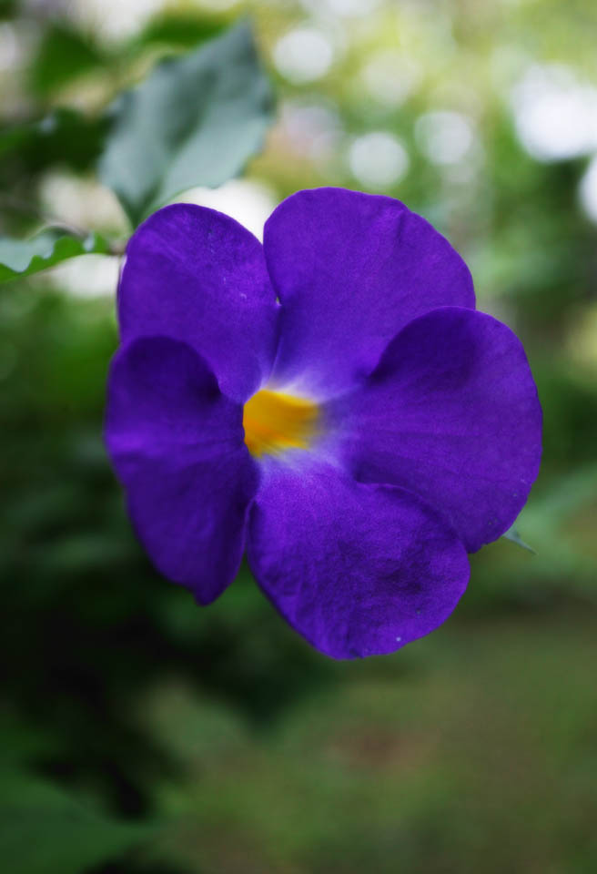 photo, la matire, libre, amnage, dcrivez, photo de la rserve,Une fleur d'un pays du sud, plante tropique, Violette bleutre, ptale, fleur