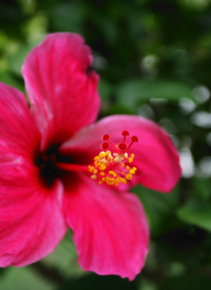 fotografia, material, livra, ajardine, imagine, proveja fotografia,Plen de um hibisco, planta tropical, hibisco, pistilo, estame