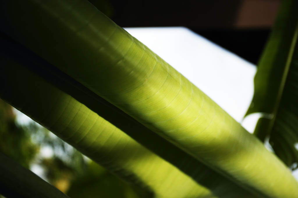 Foto, materieel, vrij, landschap, schilderstuk, bevoorraden foto,Een symphonie van een banaan, Banaan, Vel, Vel ader, Ik ben groen