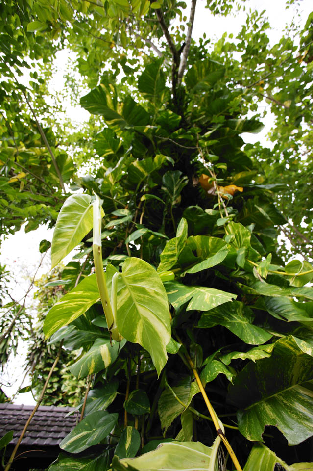 fotografia, material, livra, ajardine, imagine, proveja fotografia,Um selvagem hera-arum, hera-arum, planta de casa, A selva, folha