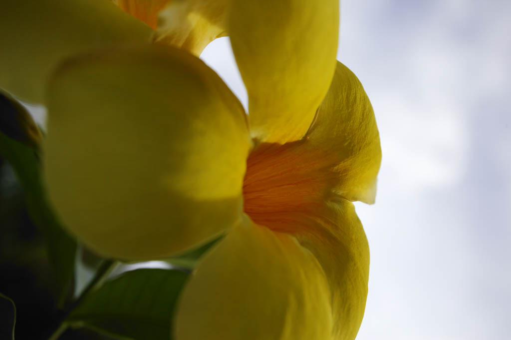 fotografia, materiale, libero il panorama, dipinga, fotografia di scorta,Un frangipani giallo, frangipani, Giallo, petalo, 