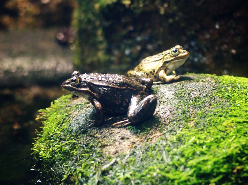 Foto, materieel, vrij, landschap, schilderstuk, bevoorraden foto,Tokyo Dharma frog, , , , 