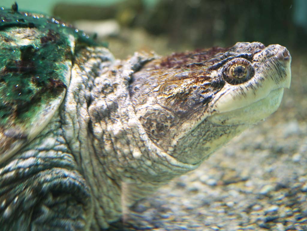 Foto, materieel, vrij, landschap, schilderstuk, bevoorraden foto,Kiekjes schildpad, , , , 