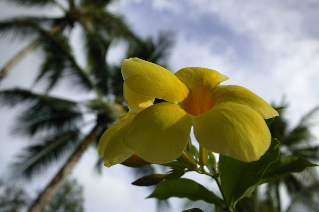 fotografia, material, livra, ajardine, imagine, proveja fotografia,O cu de um frangipani, frangipani, Amarelo, ptala, 