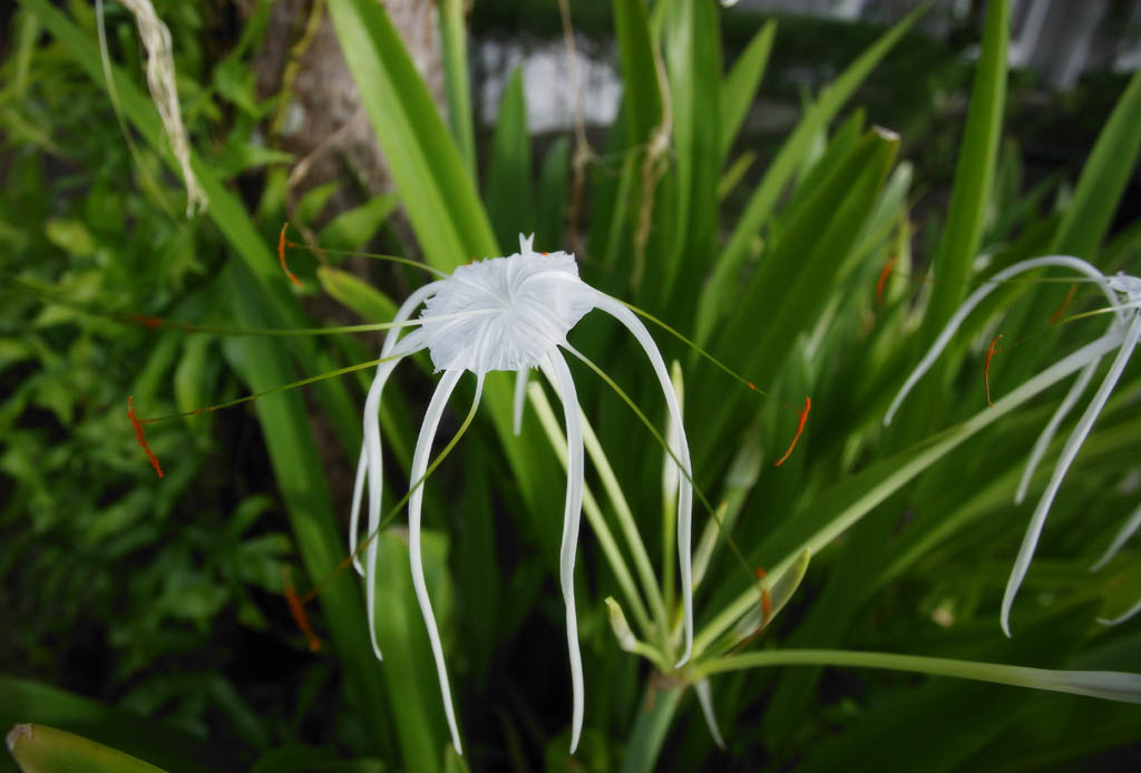 photo, la matire, libre, amnage, dcrivez, photo de la rserve,Une fleur blanche, Blanc, , ptale, 