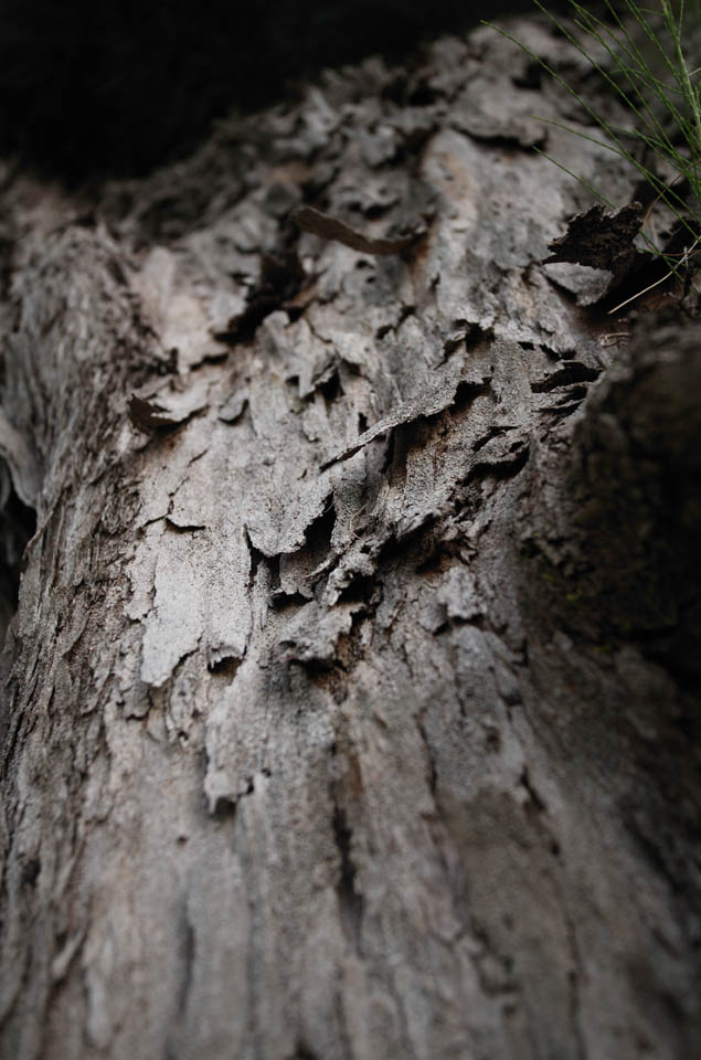 photo,material,free,landscape,picture,stock photo,Creative Commons,The history of a cortex, The bark, cortex, Wood, tree