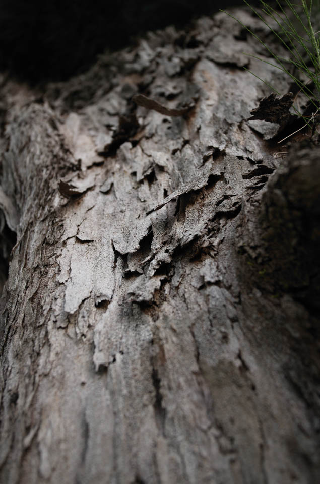 photo, la matire, libre, amnage, dcrivez, photo de la rserve,L'histoire d'un cortex, L'aboiement, cortex, Bois, arbre