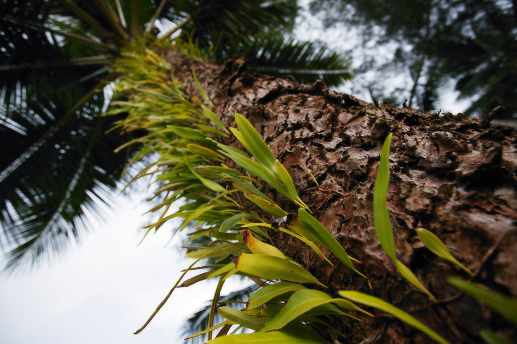 photo, la matire, libre, amnage, dcrivez, photo de la rserve,Grass de l'aboiement, fougre, , cocotier, L'aboiement