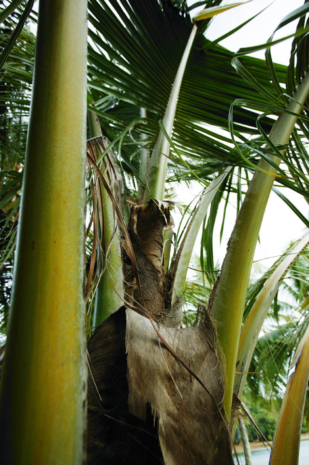 photo, la matire, libre, amnage, dcrivez, photo de la rserve,Un bourgeon d'une paume du chanvre, paume du chanvre, bourgeon, pays du sud, La zone tropique