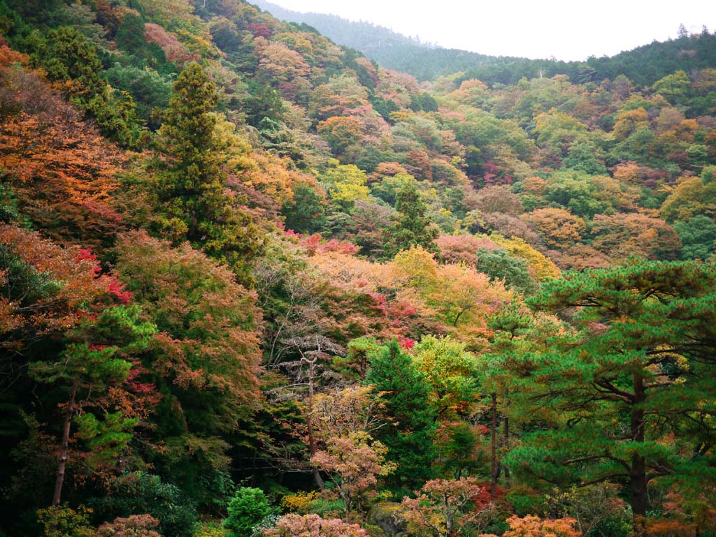 photo,material,free,landscape,picture,stock photo,Creative Commons,Autumn Leaves in the mountains, , , , 