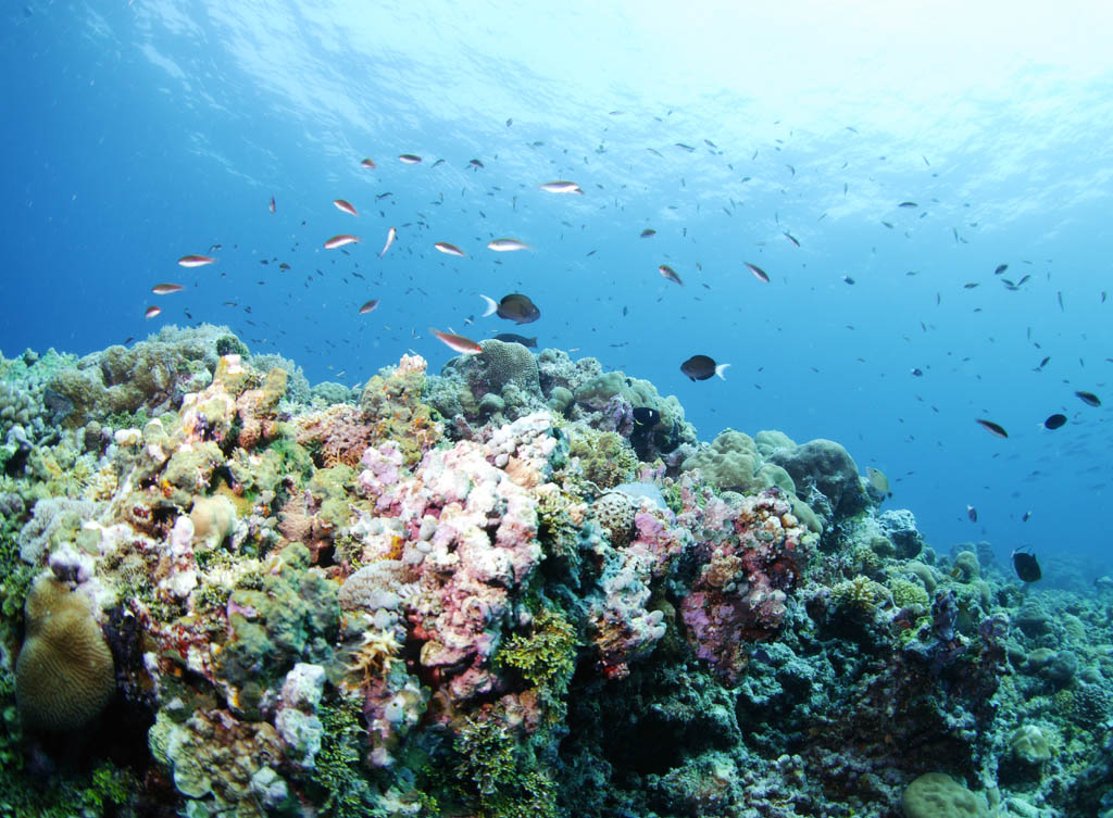 photo, la matire, libre, amnage, dcrivez, photo de la rserve,Un rcif corail et poisson tropique, rcif corail, poisson, La mer, La surface de la mer