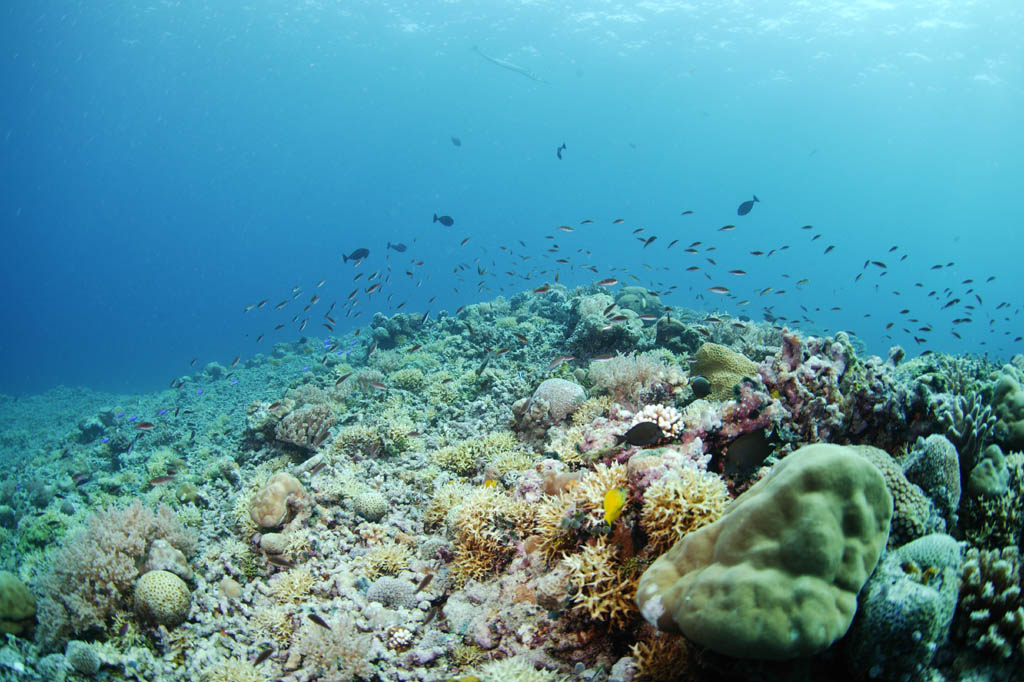 Foto, materiell, befreit, Landschaft, Bild, hat Foto auf Lager,Ein korallenes Riff und tropischer Fisch, korallenes Riff, Fisch, Das Meer, Die Oberflche des Meeres