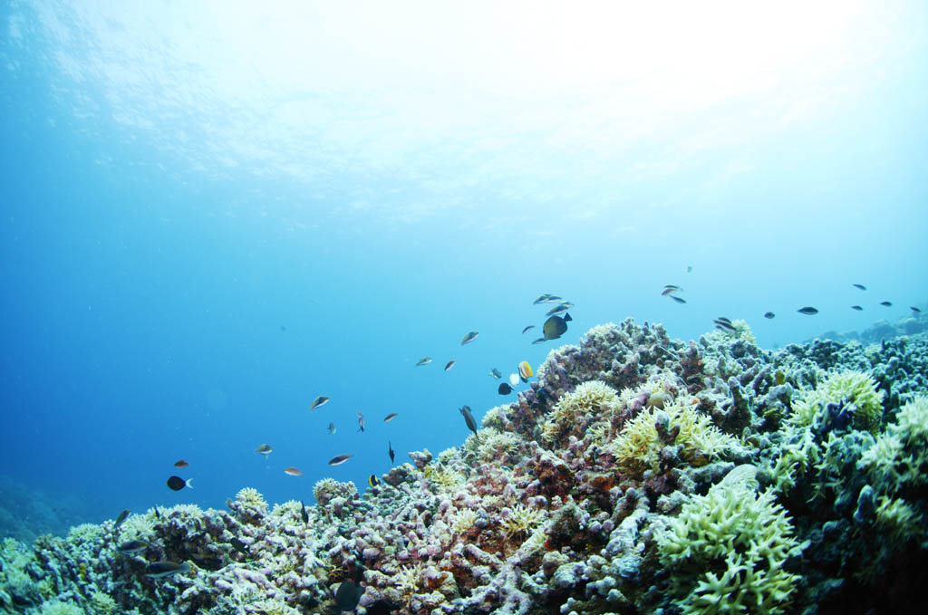 Foto, materiell, befreit, Landschaft, Bild, hat Foto auf Lager,Ein korallenes Riff und tropischer Fisch, korallenes Riff, Fisch, Das Meer, Die Oberflche des Meeres