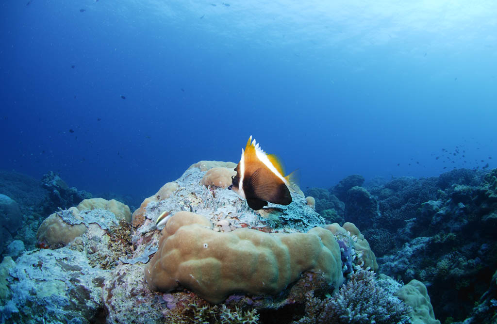 Foto, materiell, befreit, Landschaft, Bild, hat Foto auf Lager,Ein korallenes Riff und tropischer Fisch, korallenes Riff, Fisch, Das Meer, Die Oberflche des Meeres