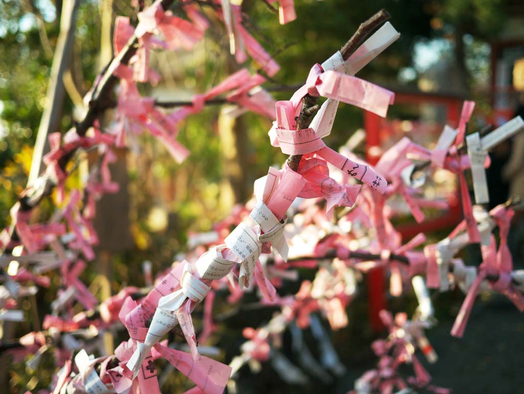 Foto, materieel, vrij, landschap, schilderstuk, bevoorraden foto,De Tamagawa Sengen Shrine, , , , 