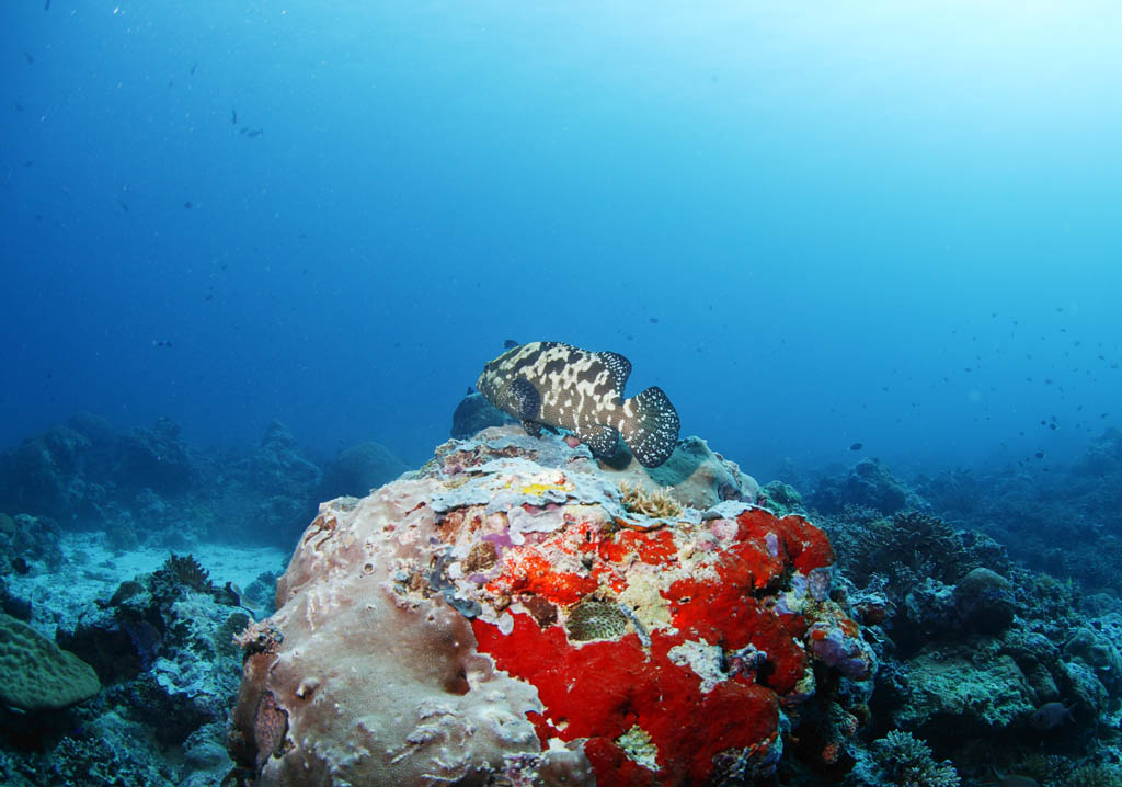 photo, la matire, libre, amnage, dcrivez, photo de la rserve,Un rcif corail et poisson tropique, rcif corail, poisson, La mer, La surface de la mer