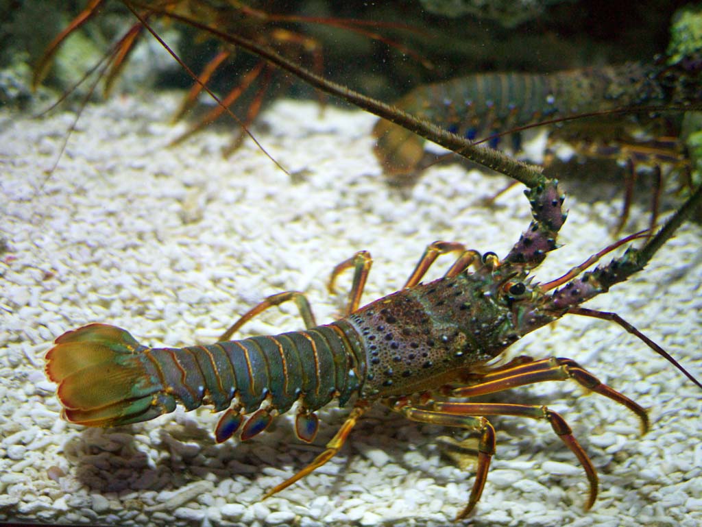 photo,material,free,landscape,picture,stock photo,Creative Commons,Spiny lobster, , , , 