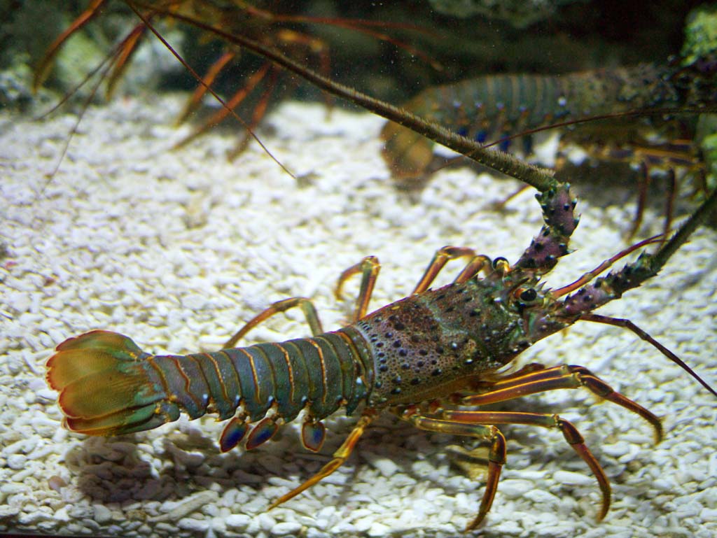 Foto, materieel, vrij, landschap, schilderstuk, bevoorraden foto,Spiny lobster, , , , 