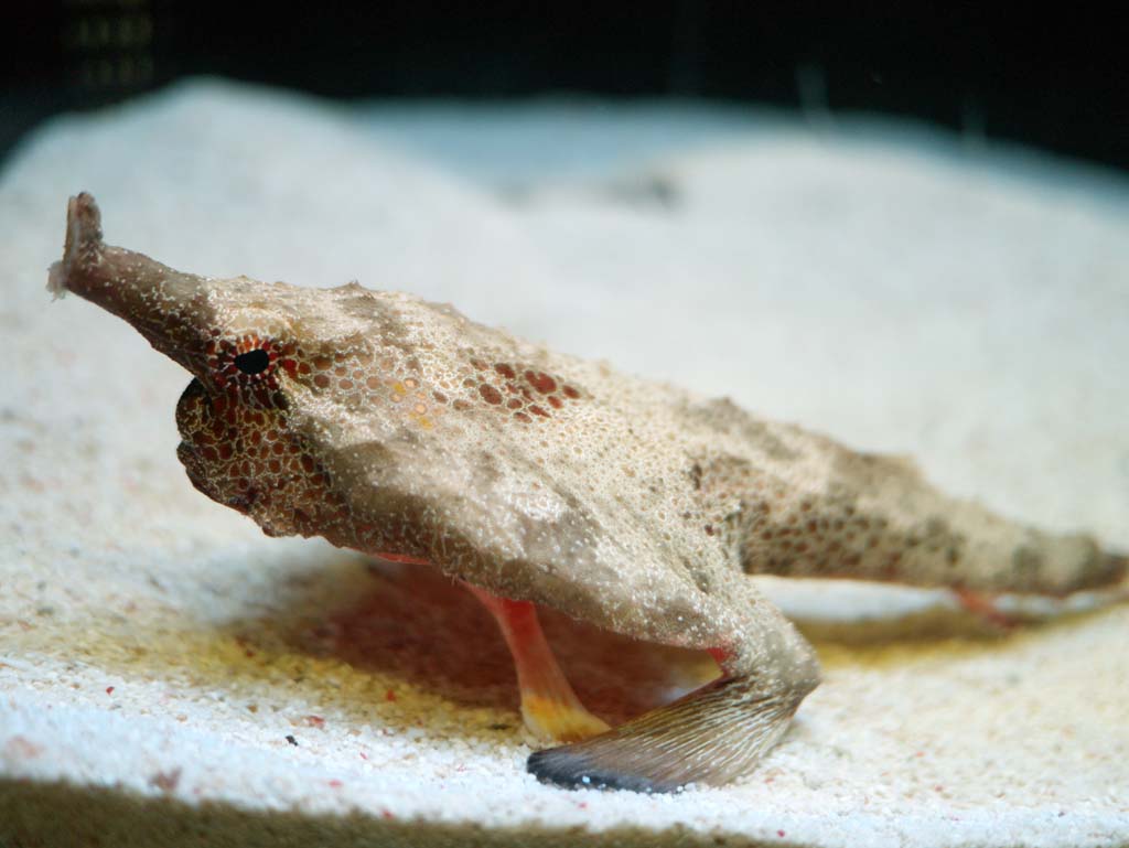 photo,material,free,landscape,picture,stock photo,Creative Commons,The long-nosed bat fish, , , , 