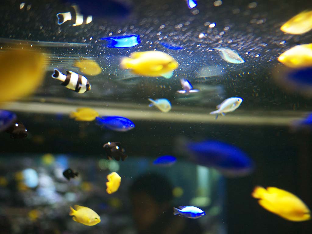 foto,tela,gratis,paisaje,fotografa,idea,Peces tropicales, , , , 