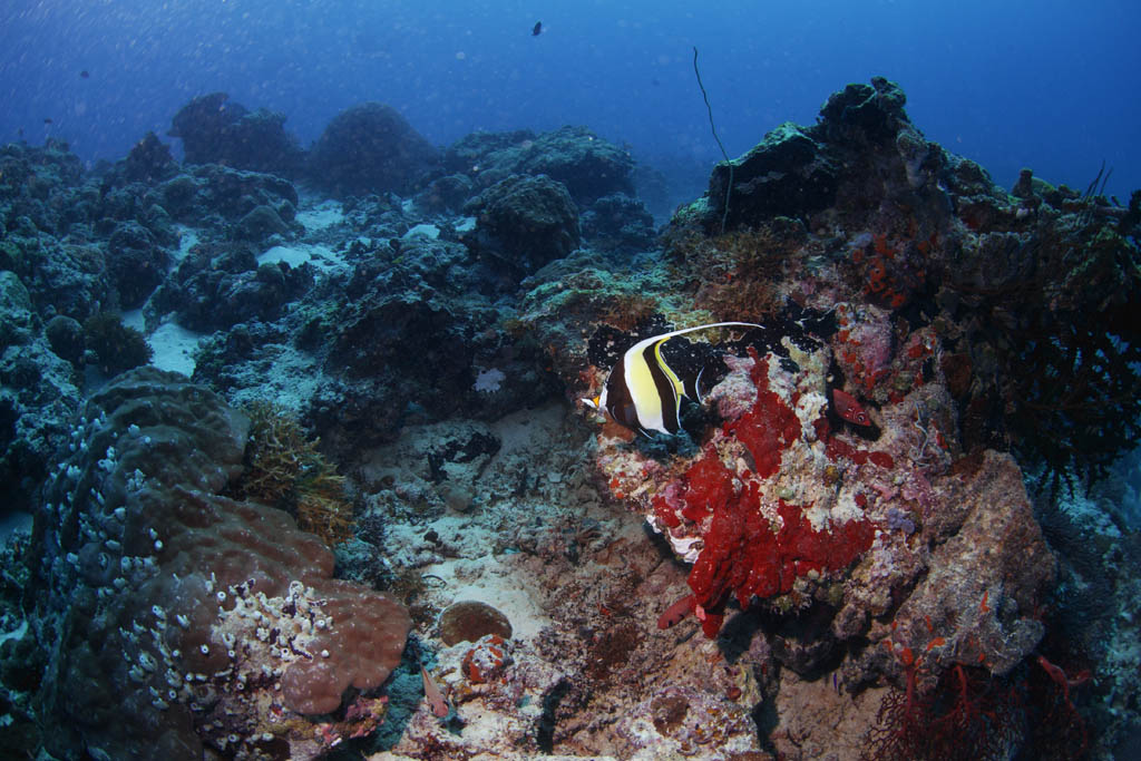 foto,tela,gratis,paisaje,fotografa,idea,Ti de Tsunoda, Tsunodti, Peces, Buceo, Coral