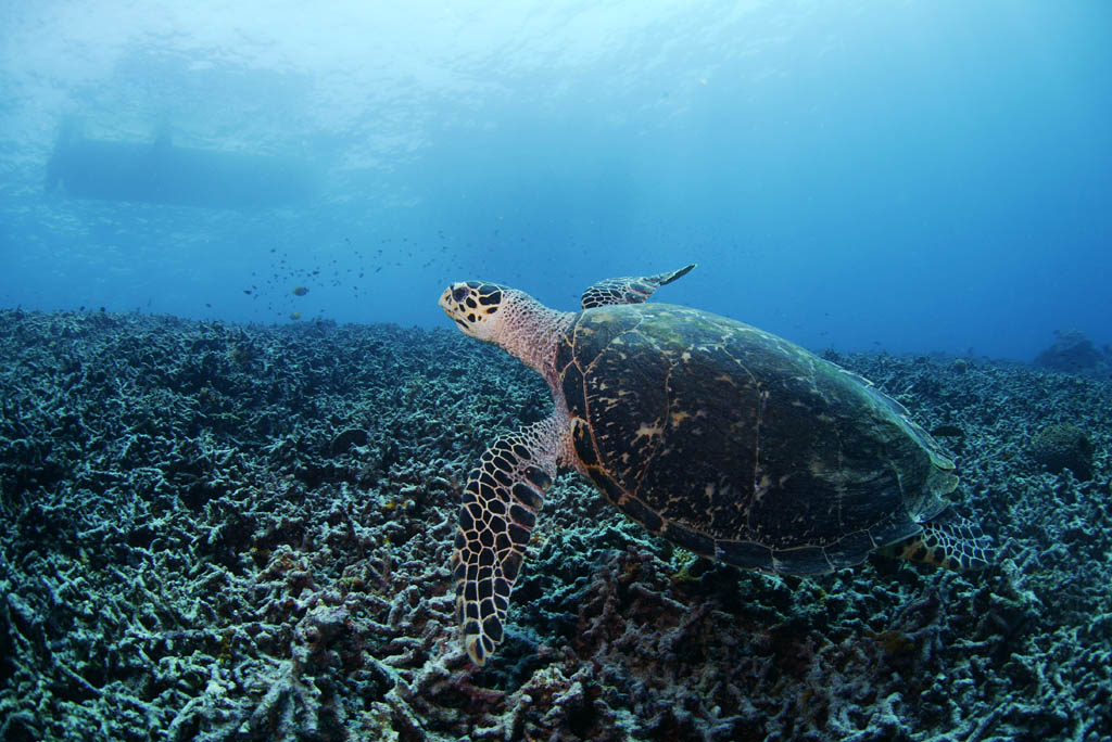 photo, la matire, libre, amnage, dcrivez, photo de la rserve,Une tortue de mer, seturtle, , , Corail