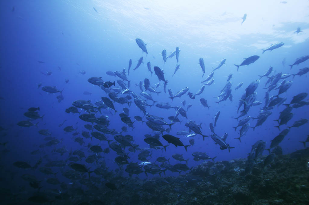 photo,material,free,landscape,picture,stock photo,Creative Commons,A school of horse mackerels, horse mackerel, , , Coral