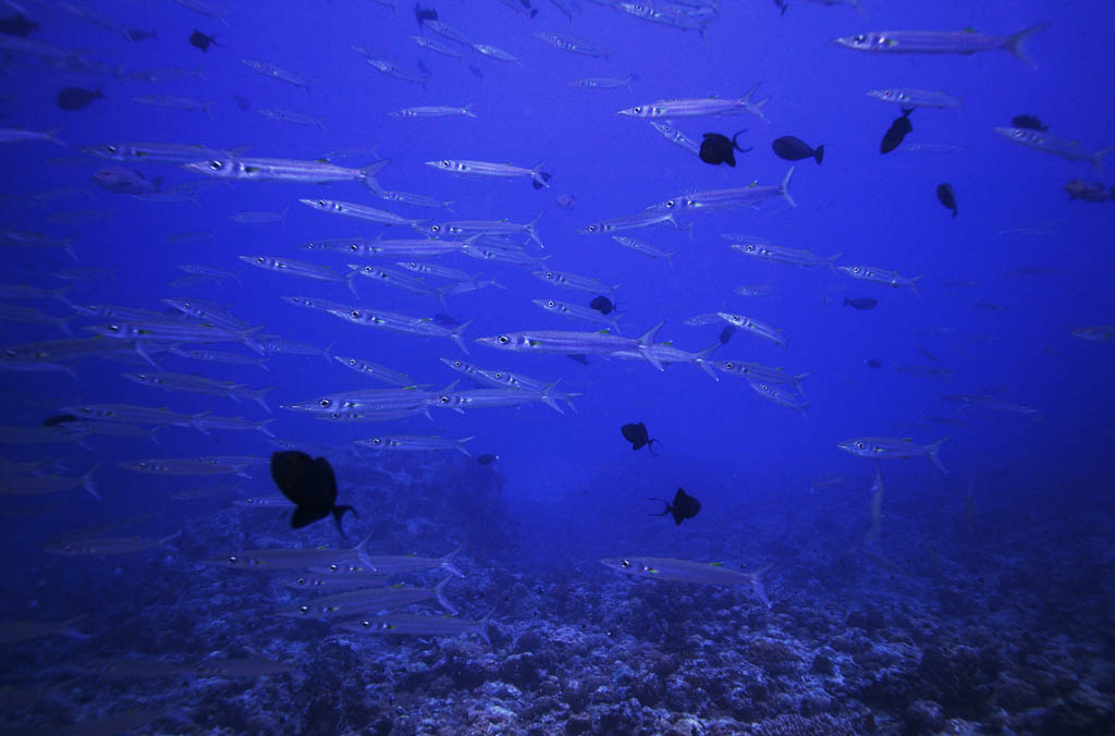 Foto, materiell, befreit, Landschaft, Bild, hat Foto auf Lager,Eine Schule des Fisches, Menge, Fisch, Augapfel, Koralle