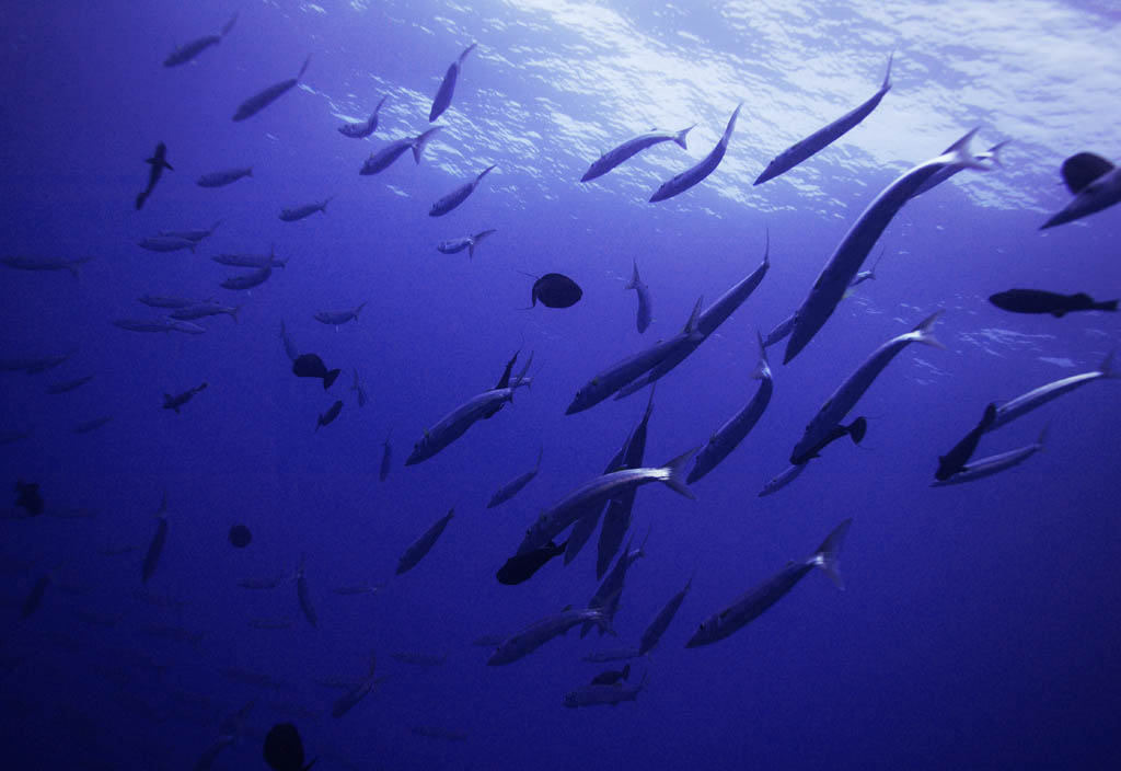 fotografia, materiale, libero il panorama, dipinga, fotografia di scorta,Una scuola di pesce, folla, pesce, La superficie del mare, Corallo