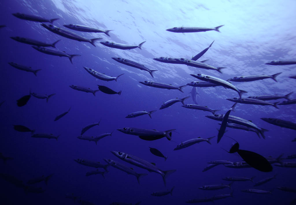 Foto, materiell, befreit, Landschaft, Bild, hat Foto auf Lager,Eine Schule des Fisches, Menge, Fisch, Augapfel, Koralle