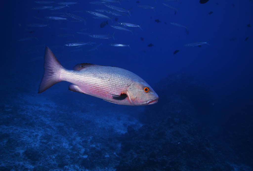 Foto, materieel, vrij, landschap, schilderstuk, bevoorraden foto,EEN Thailander vriend, Sebream, , ??, Koraal