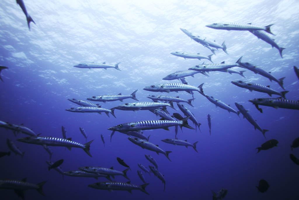 photo, la matire, libre, amnage, dcrivez, photo de la rserve,Une cole de barracuda, barracuda, Grand barracuda, cole de poisson, La mer