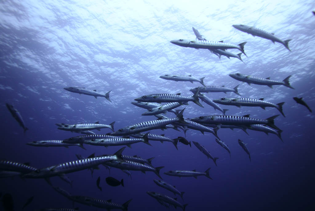 Foto, materiell, befreit, Landschaft, Bild, hat Foto auf Lager,Eine Schule fr barracuda, barracuda, Groer barracuda, Die Schule des Fisches, Das Meer