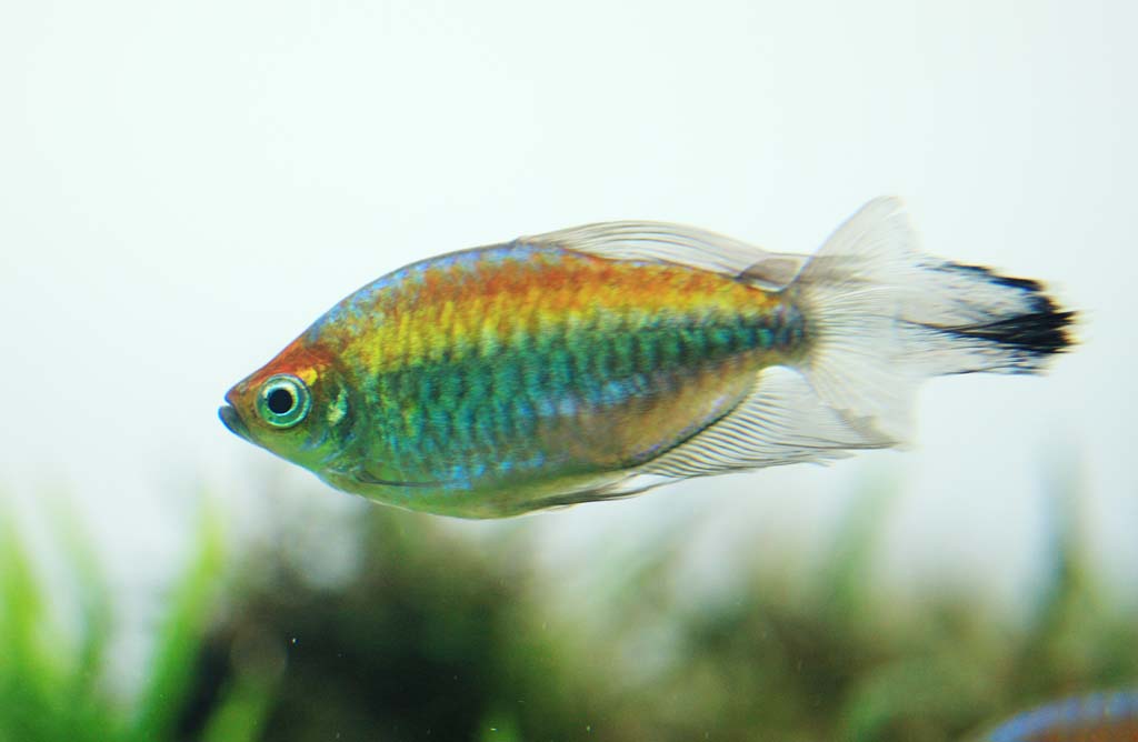 foto,tela,gratis,paisaje,fotografa,idea,Peces tropicales, , , , 