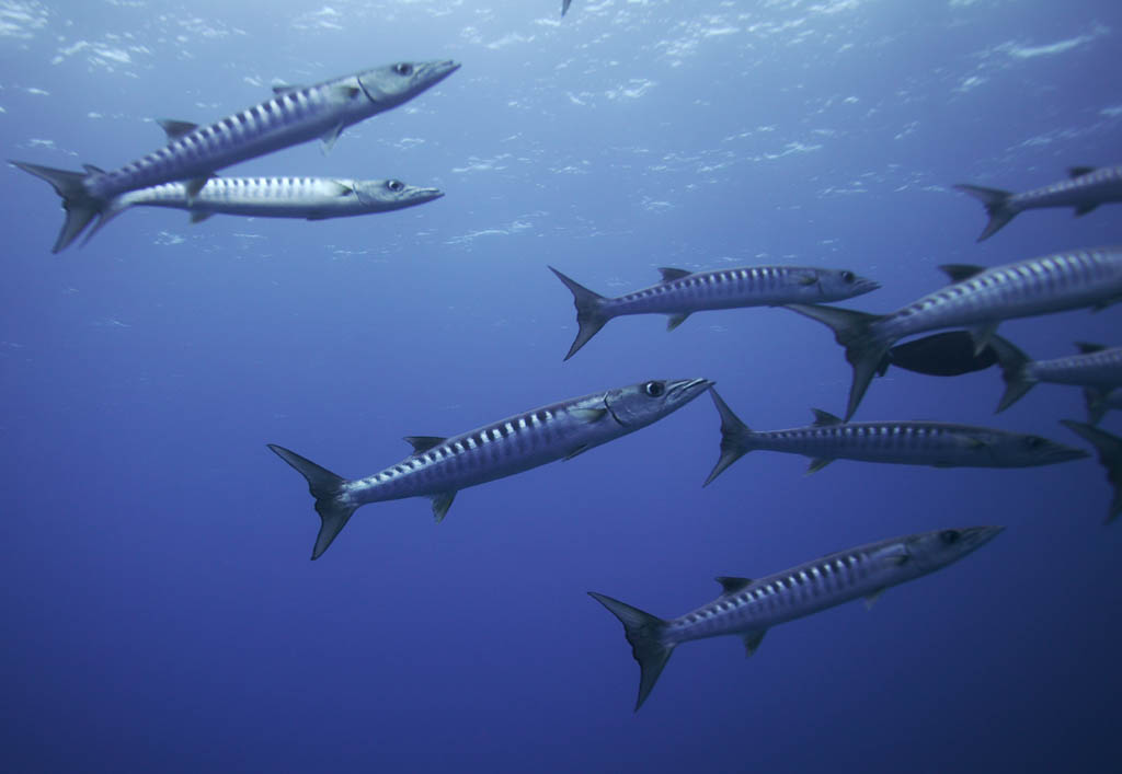 Foto, materieel, vrij, landschap, schilderstuk, bevoorraden foto,Een school van barracuda, Barracuda, Grote barracuda, School van visen, De zee