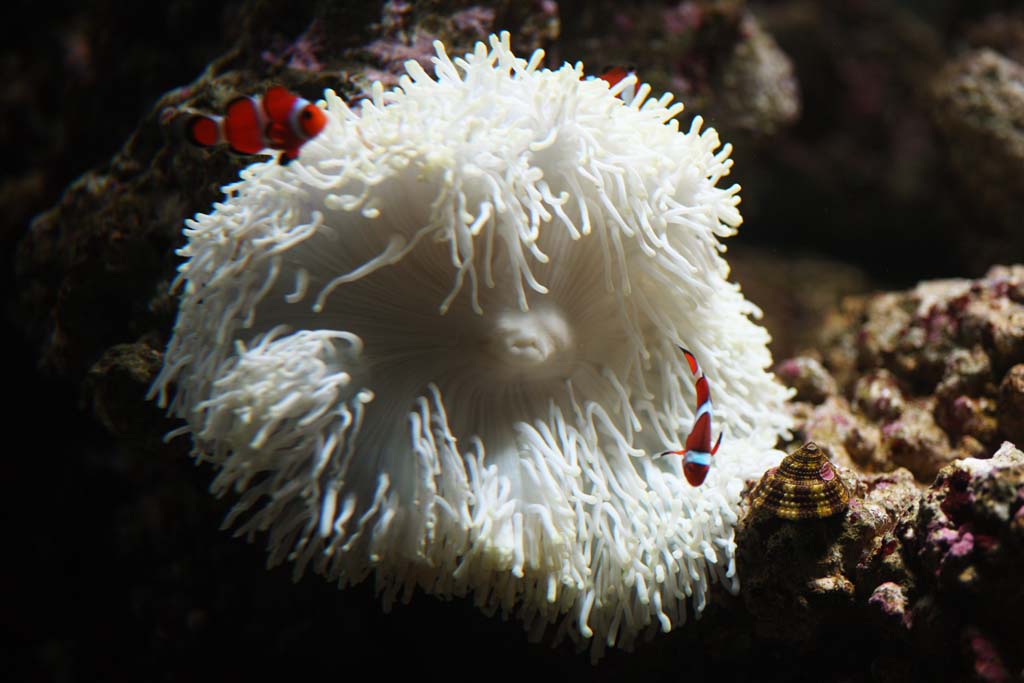 fotografia, materiale, libero il panorama, dipinga, fotografia di scorta,Anemone, , , , 